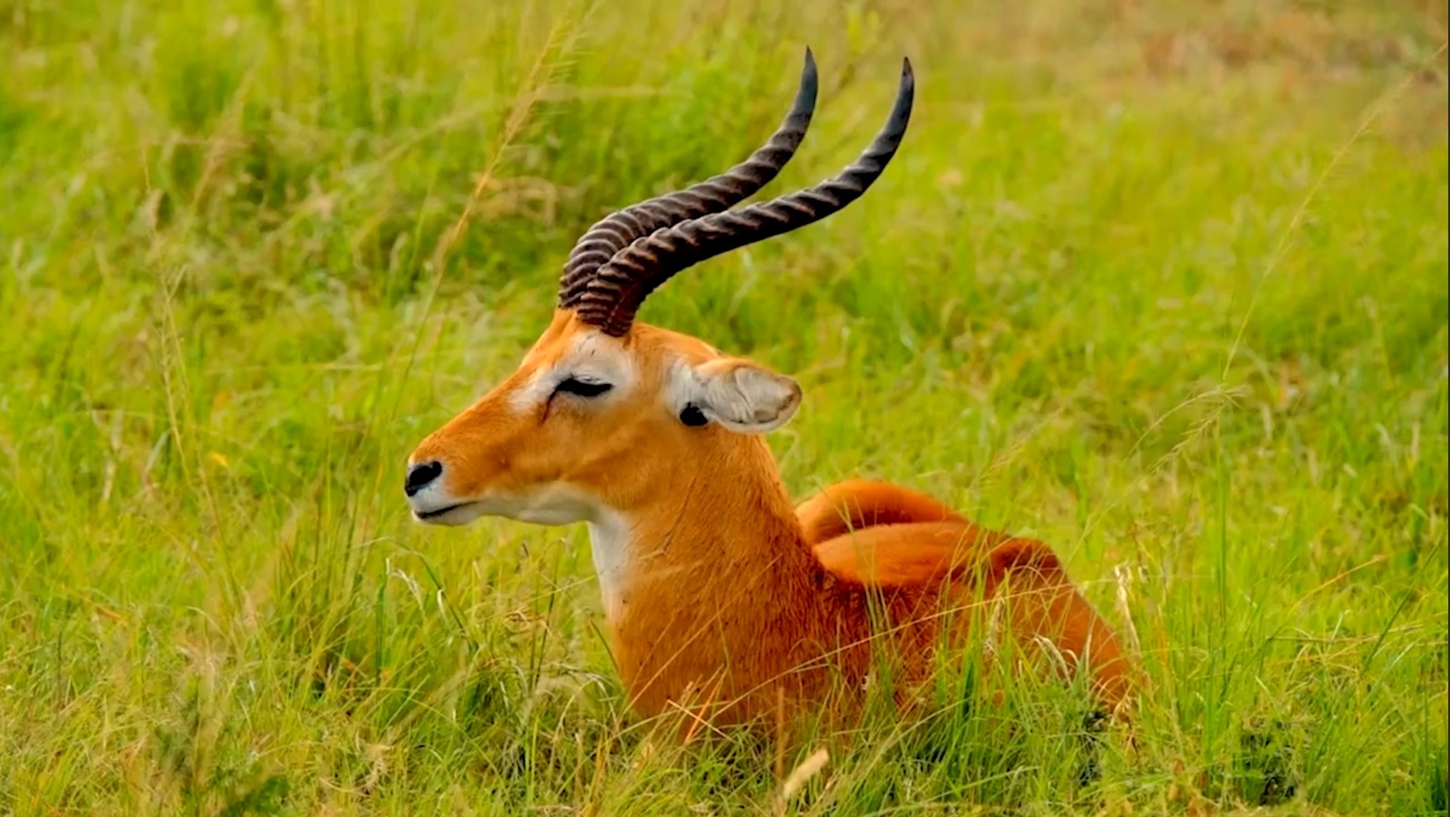 Communities Take Center Stage in New Rwenzori Tourism Plan