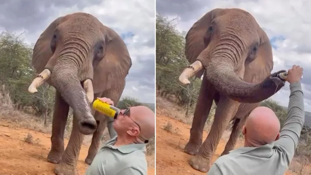 Tourist pouring beer down elephant's trunk in Kenya sparks anger