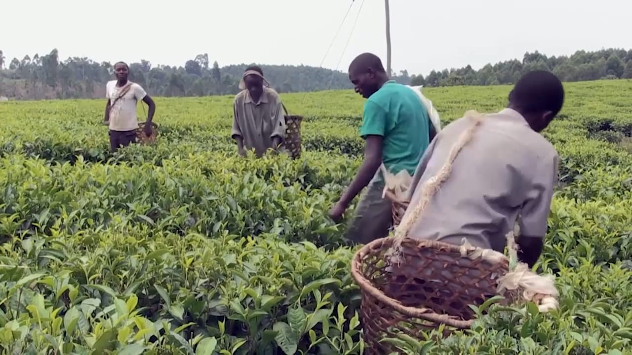 Museveni to Meet Kigezi Tea Nursery Bed Operators