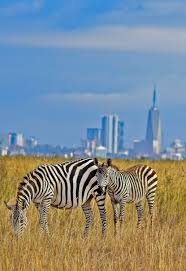 East Africa: Best Parks for Rhinos and Big 5 Safaris