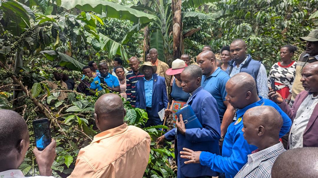 Kanungu District's  Kancerere Christians  Move to Embrace Coffee Farming in Church-Led Drive to Eradicate Poverty