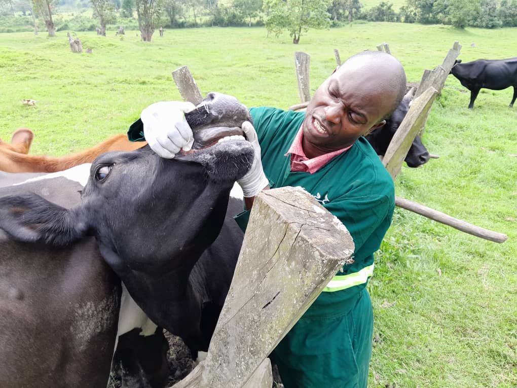 Breaking the Cycle: Behaviour Change Is Uganda’s Best Defence Against Anthrax