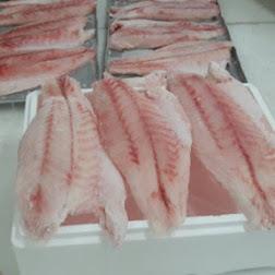 Uganda Loses $1.4bn Annually to Illegal Activities in Fish Sector