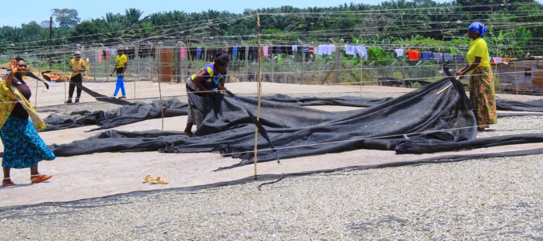 Kalangala Fishermen Plead with FPU to Reconsider Silverfish Ban