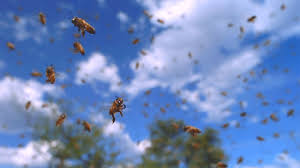 Two Inmates Escape After Bee Attack Sparks Chaos at Mbale High Court