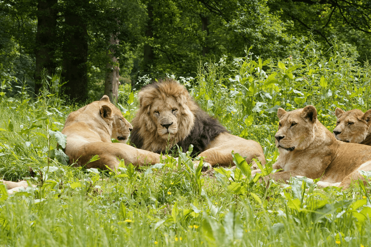 Lions Escape Queen Elizabeth Park, Kill Livestock in Kasese