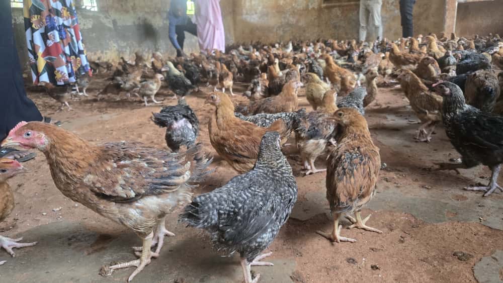 Busoga Consortium Distributes Hybrid Chickens to Boost Household Incomes