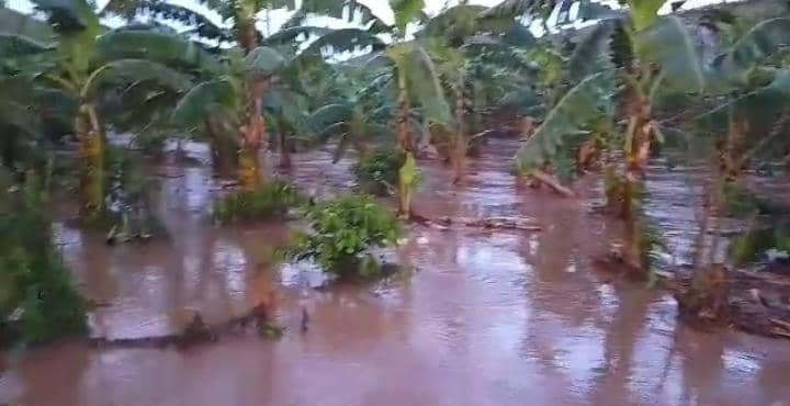 Heavy Rains Devastate Kiziba Sub-County, Crops and Livestock Destroyed