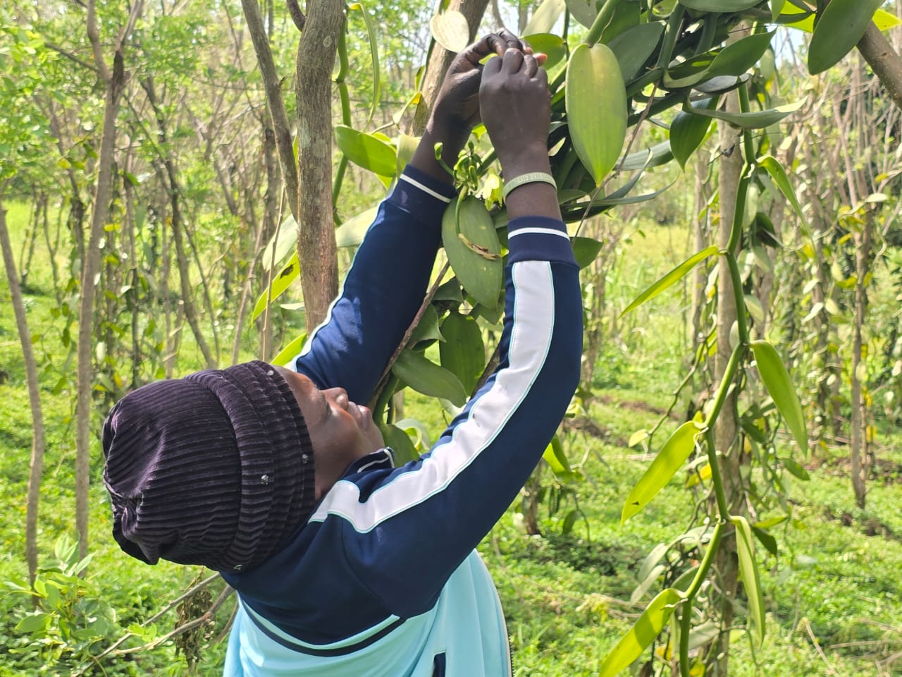 Uganda Urged to Scale Up Vanilla Production as Global Demand Surges