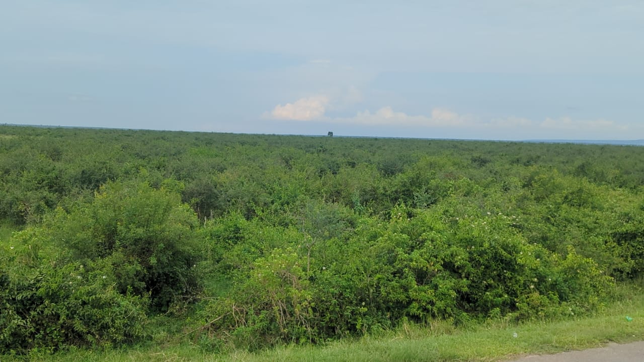 Sicklebush Invasion Costing UWA Billions in Queen Elizabeth National Park