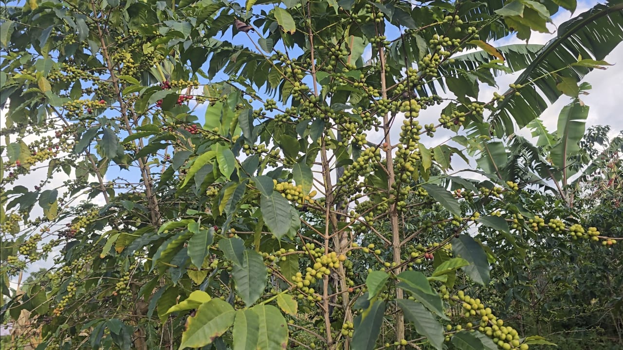 Tumwebaze Urges Kamwenge to Embrace Coffee Growing