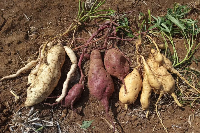 World Food Day: Uganda Calls for Unified Action to Tackle Food Loss, Malnutrition