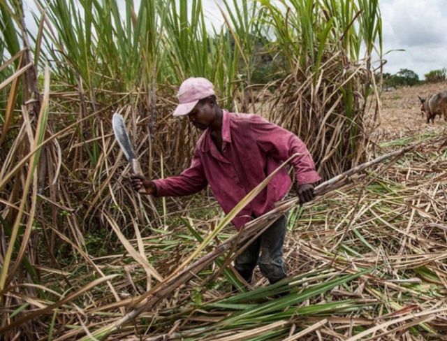 Busoga Sugarcane Farmers Protest Continued Illegal 5% Deductions Despite New Law