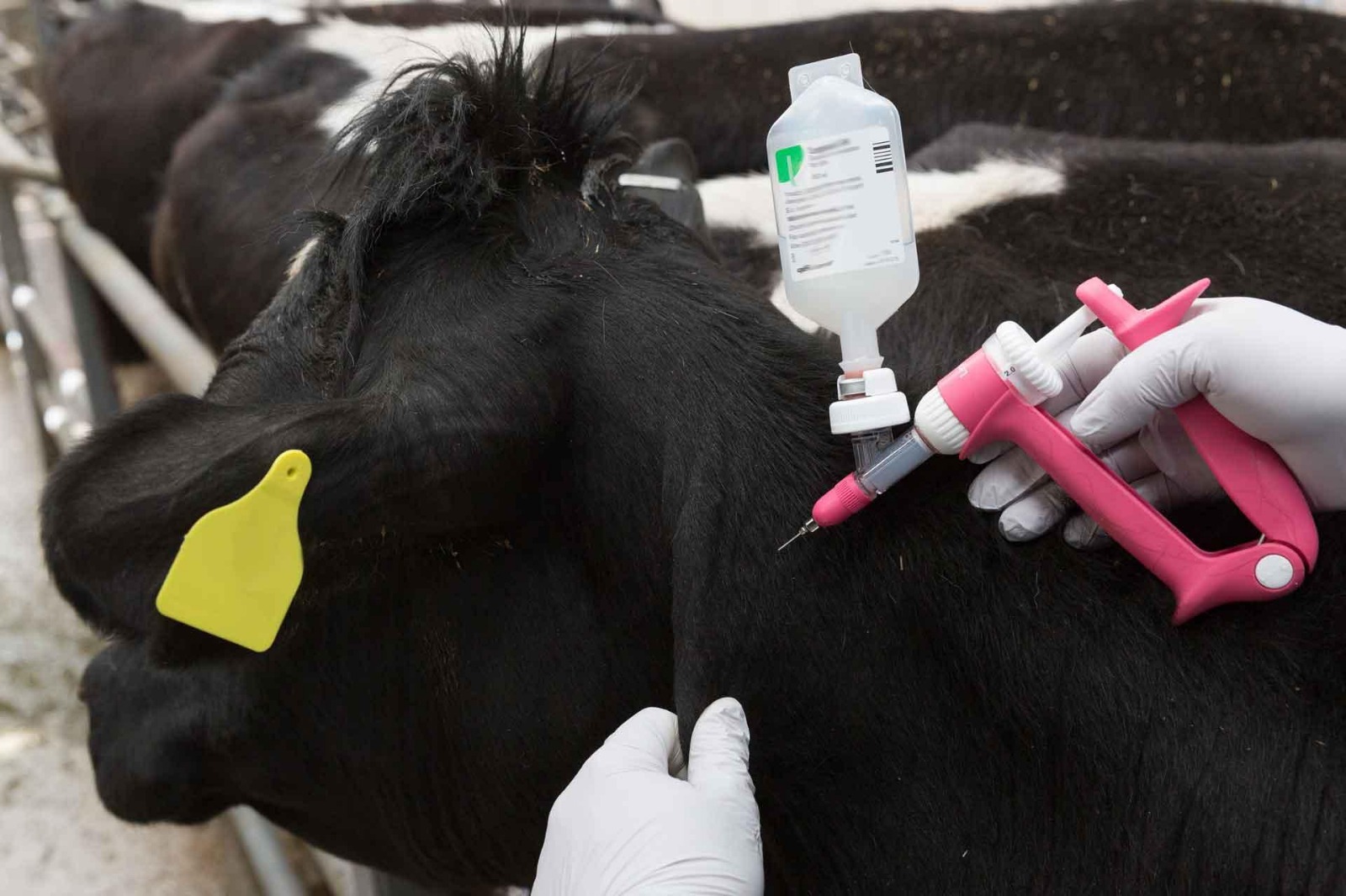 Government Launches Nationwide Drive to Eradicate Foot and Mouth Disease