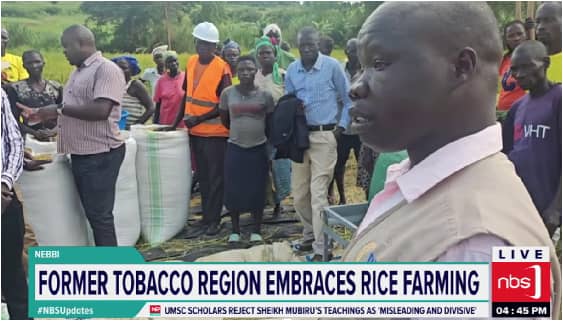 West Nile Farmers Swap Tobacco for Rice as Crop Brings Food and Income Gains