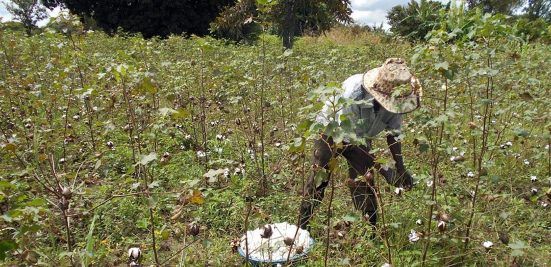 Funding Cuts and Delayed Reforms Leave Pajule Ginnery Project in Limbo