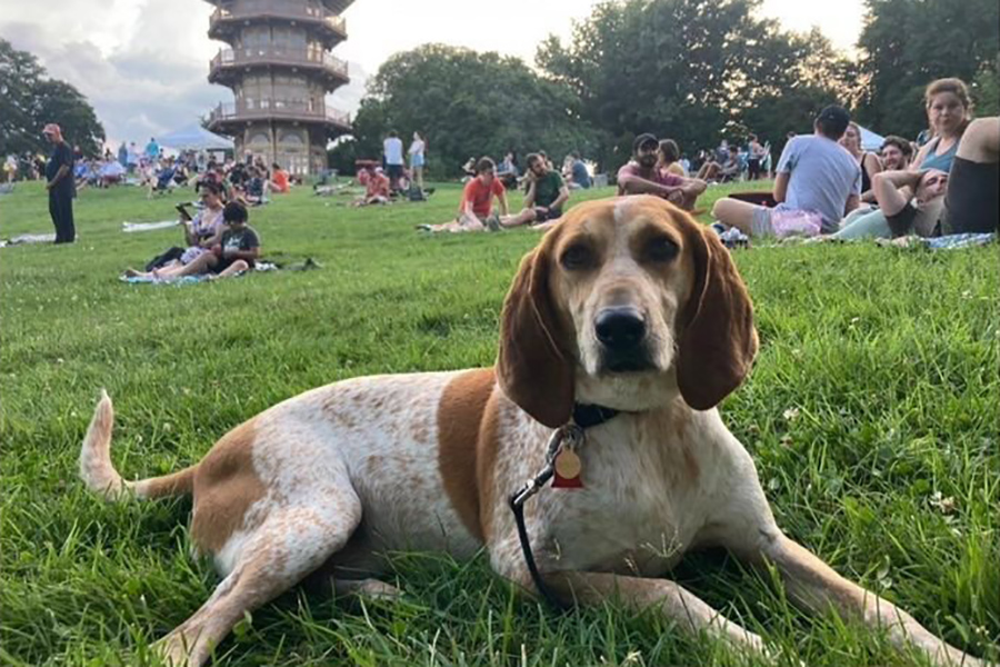 Woman Offers Shs1m Reward for Missing Dog