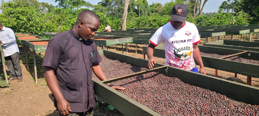 From Pulpit to Plantation: Bunyoro Diocese Smells the Coffee, Aims to Brew Prosperity