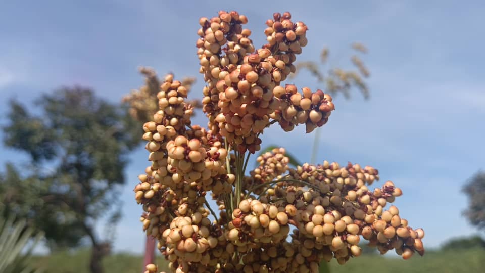 Development Partners Revive Cooperatives, Boosting Rural Economy in Kapelebyong