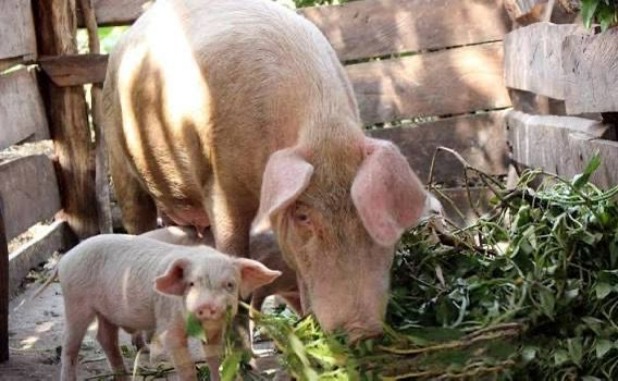Uganda’s Piggery Sector Gears Up for Growth Ahead of December Symposium