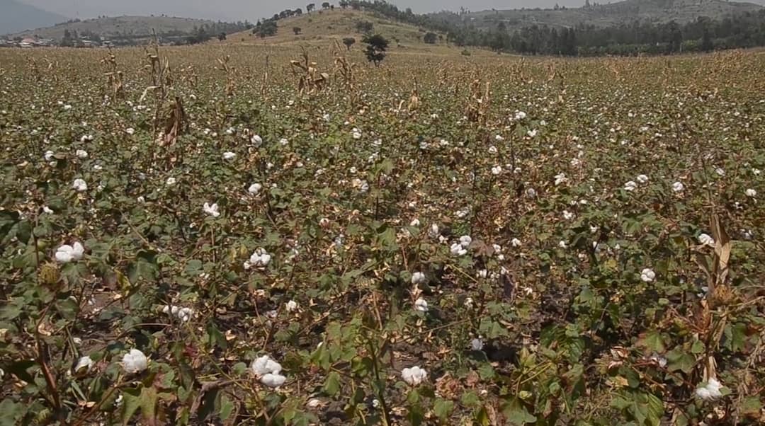 Kasese Cotton Farmers Decry Climate Change, Low Prices, Call for Government Intervention