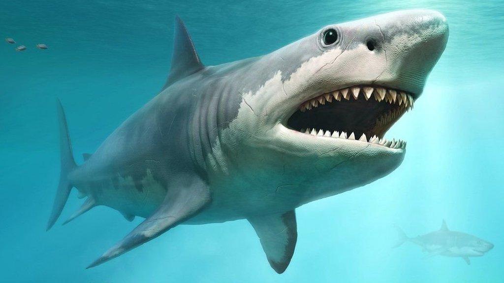 Why Great White Sharks Keep Moving Even When They Sleep