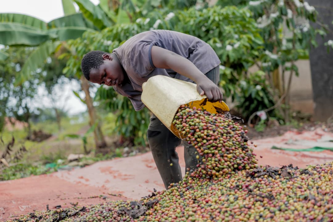 Luweero Coffee Park Excites Leaders, Farmers