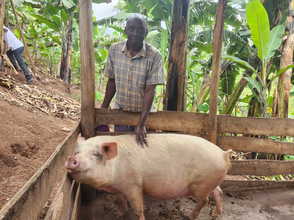 Microfinance Support Centre's Piggery Project in Rukungiri Changes Fortunes for Retired Cleric