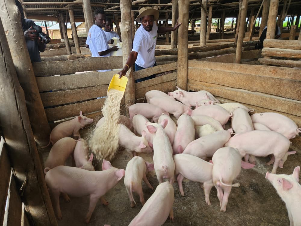 From Two Pigs to Prosperity: How Microfinance Support Centre’s Piggery Project Is Changing Lives in Kigezi