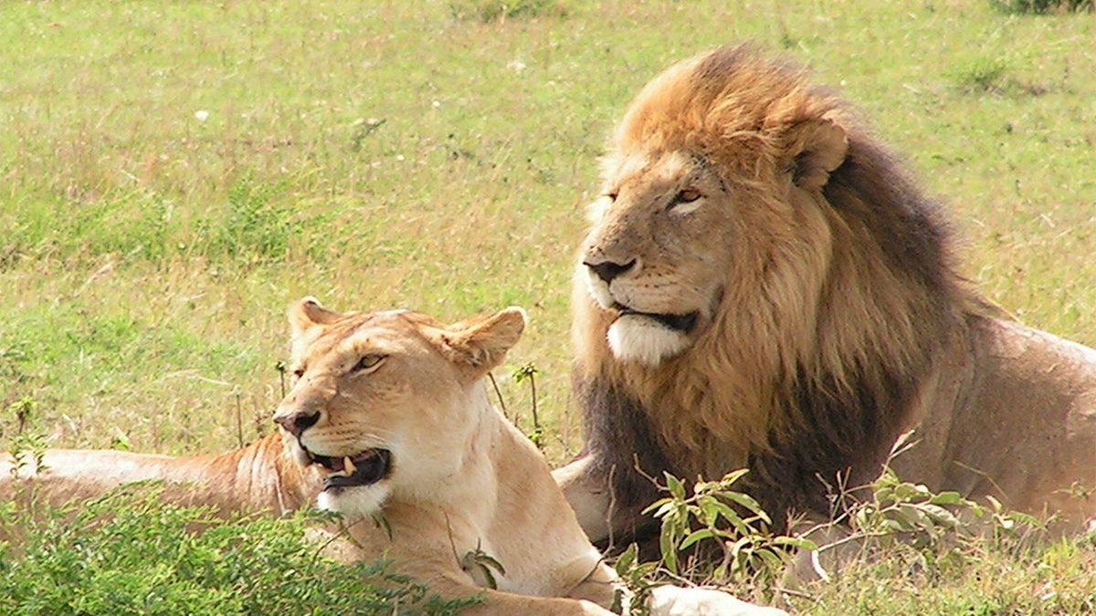 UWA Investigates Deaths of Three Lions in Queen Elizabeth National Park