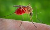 WHO Warns of Growing Malaria Threat as Drug Resistance Spreads in Africa