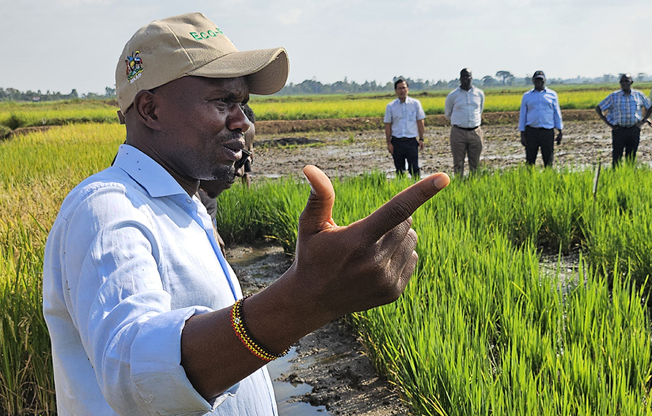 Uganda Nears Release of Homegrown Aromatic Rice to Cut Imports