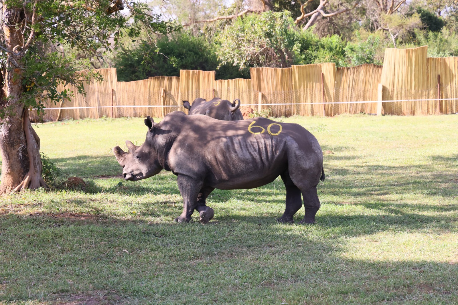 Uganda Receives Eight Southern White Rhinos in Major Conservation Milestone