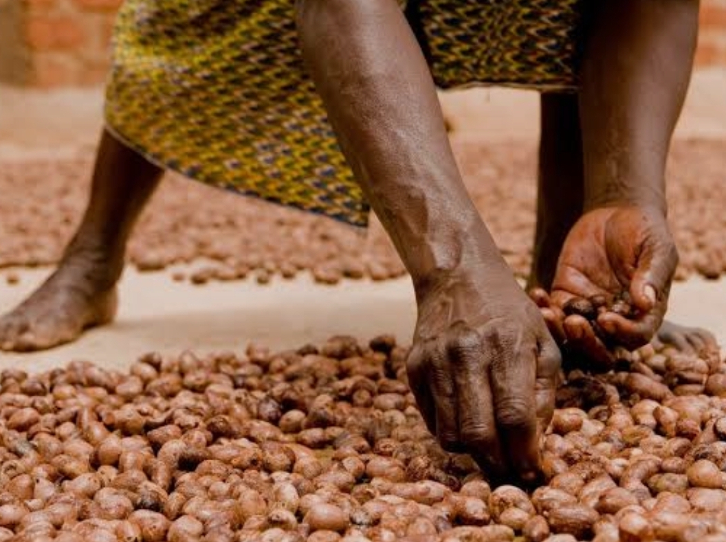 Nilotica Shea Alliance Launched to Transform Uganda’s Shea Industry