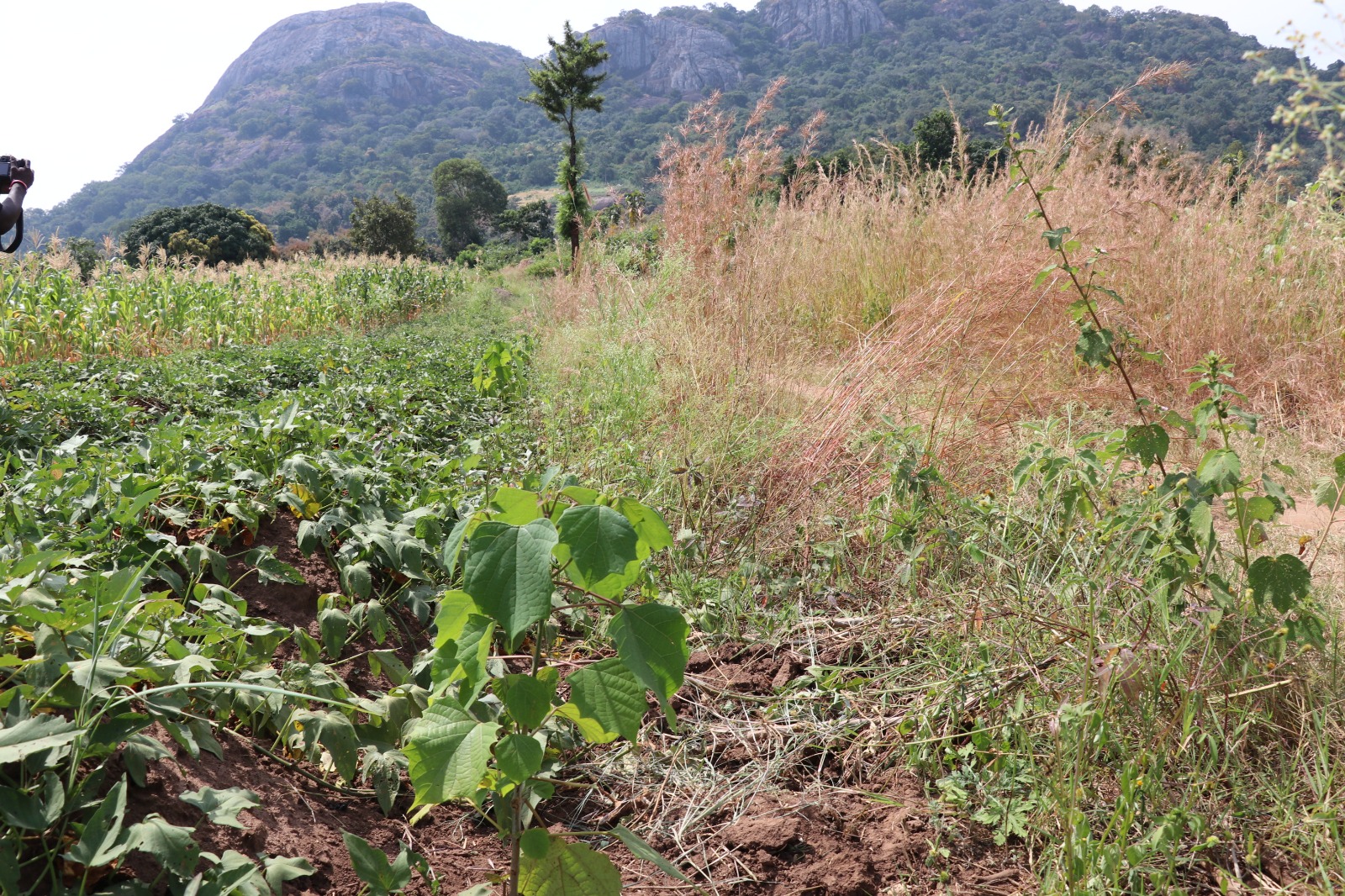 Uganda Boosts Forest Cover in Refugee-Hosting Districts Through Agroforestry Project