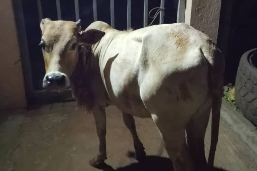 Juvenile Arrested, Two Others on the Run Over Theft of Cattle in Iganga