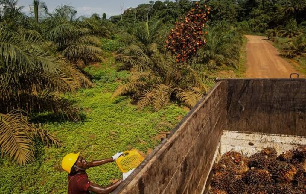 Govt Compensates Oil Palm Project-Affected Persons in Sango Bay, Buvuma