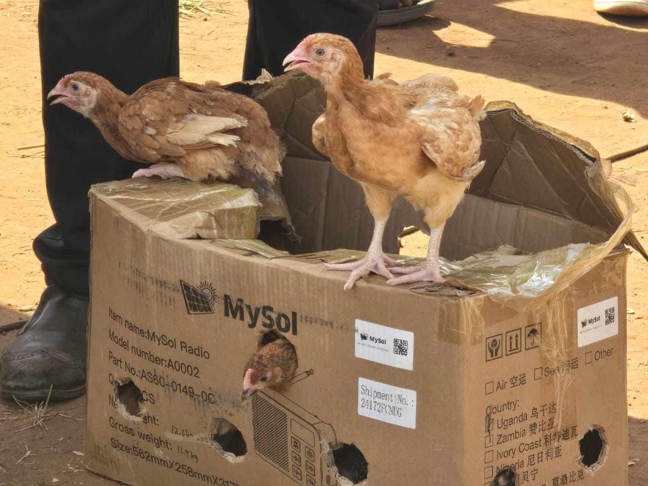 Govt Begins Distribution of Improved Poultry, Goat and Pig Breeds in Busoga