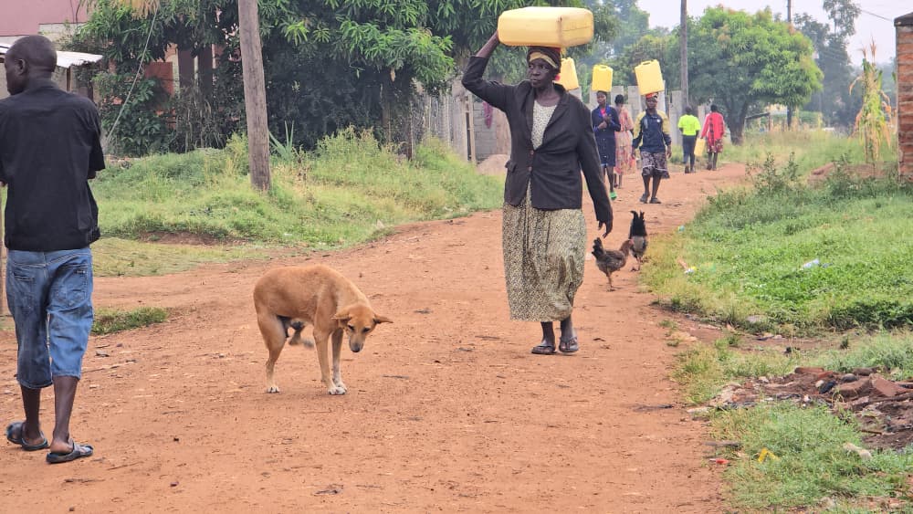 Lira City on High Alert as Dog Bites Surge