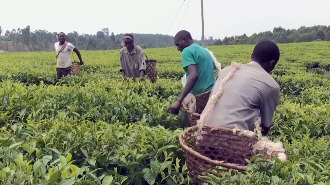 Mafabi Promises Revival of Tea Farming in Rukiga