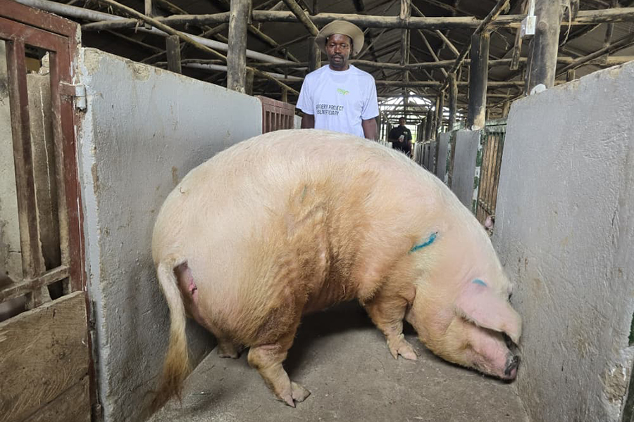 MSC piggery project lifts over 10,000 people out of poverty in Kigezi