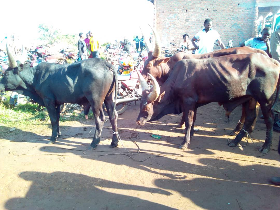 Two Held Over Cattle Theft in Kapelebyong