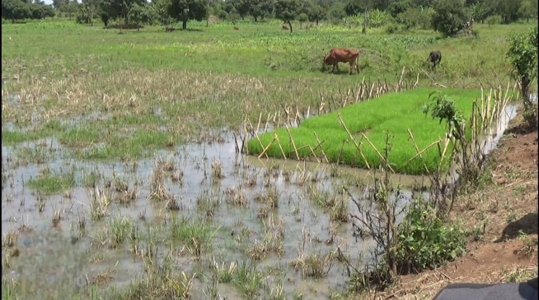 Encroachment on Nasenyi Wetlands Sparks Fears as Climate Impacts Intensify in Eastern Uganda