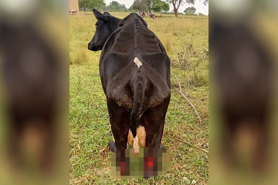 Police Probe Possible Political Motive in Brutal Attack on Cattle in Mubende