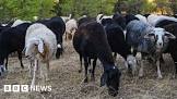 Greek sheep and goat cull raises fears of feta cheese shortage