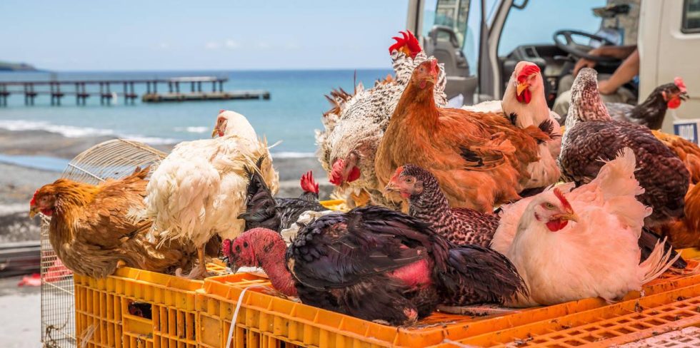 Local Chicken, Fresh Tilapia Top January Monthly Inflation