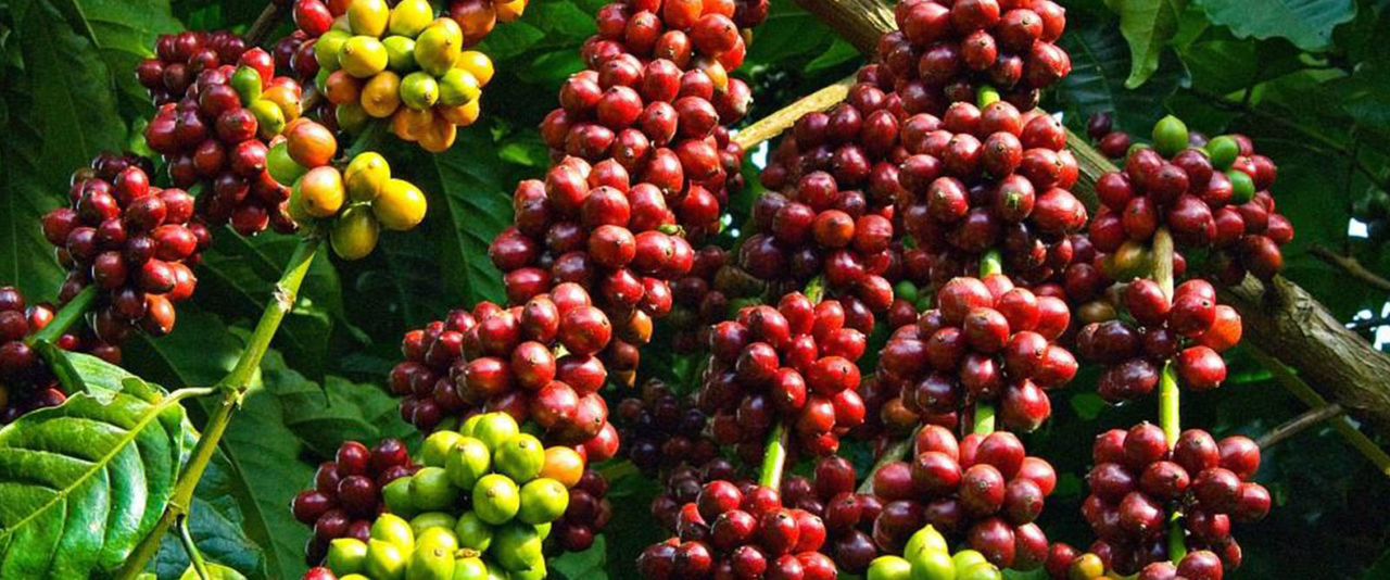 Economists Predict Coffee Boom as 2026 Set to Defy Election-Year Slowdown