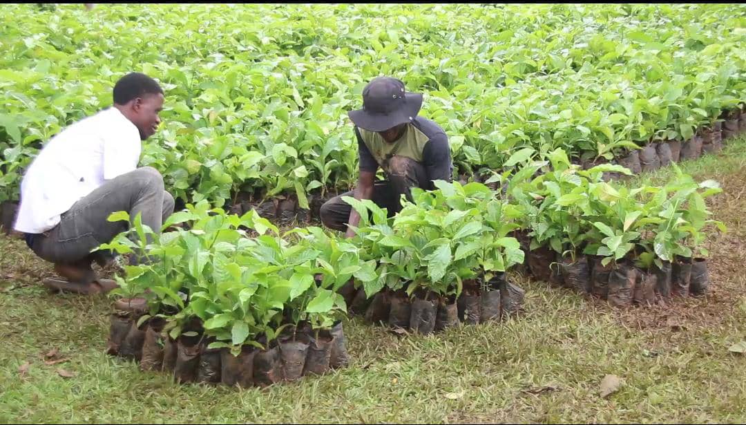 Govt Distributes 8,000 Coffee Seedlings to Boost Farmer Incomes in Masaka