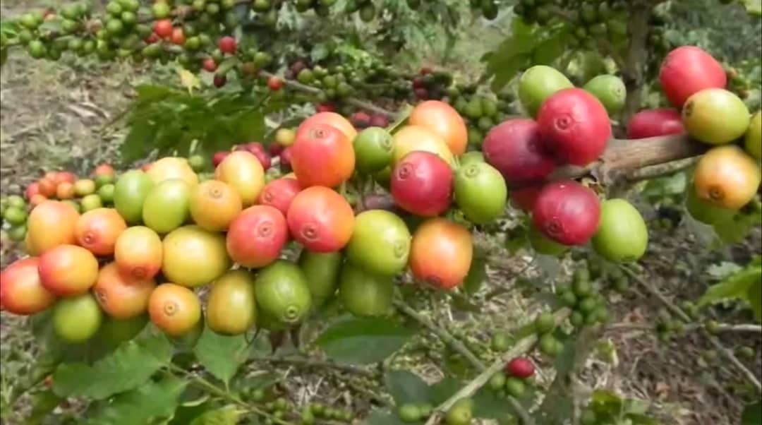 Kasese Farmers Reap Big from Coffee as Incomes Rise