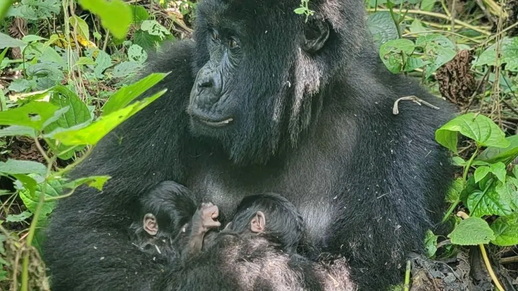 Rare Mountain Gorilla Twins Born in Virunga Park